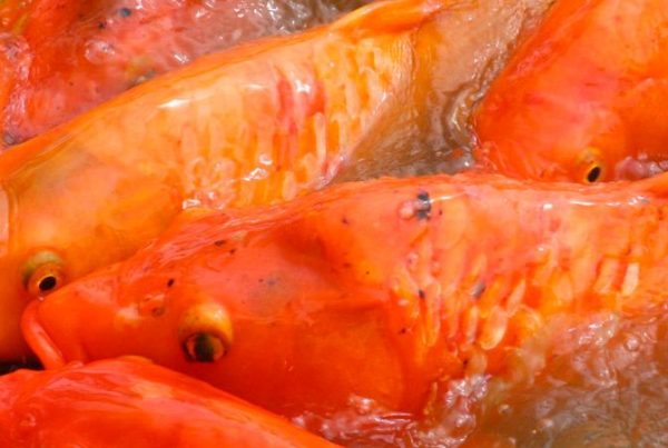 huiles poisson nutrition animale
