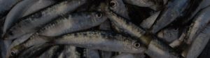 huiles poissons nutrition humaine