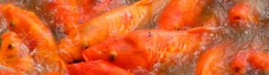 魚油及魚類營養飼料